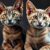 Devon rex czy cornish rex – różnice w budowie, sierści, charakterze i pielęgnacji